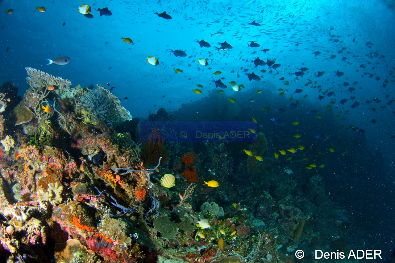 Chaetodon ornatissimus Ambiance-Moga Island Inner pinacle-36m-20180530-Denis-ADER-DSC_2106_tn.jpg